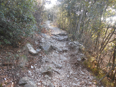 mixed MTB